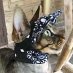 Дизайнер из Калифорнии создаёт забавные костюмы для кошек (9 фото)