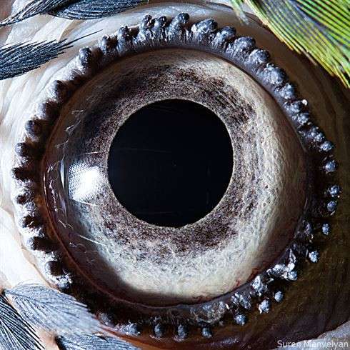 Глаза животных крупным планом через объектив армянского фотографа Сурена Манвеляна (15 фото)