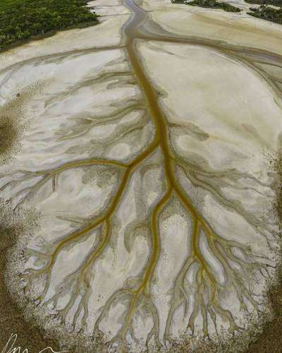 Фотограф запечатлел захватывающее дух "Дерево жизни" на вышедшем из берегов озере Какора (8 фото)