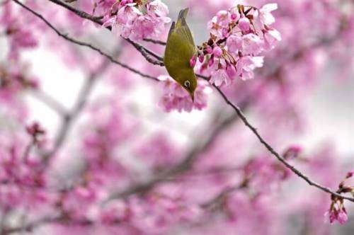 Немного фотографий: среди цветущей сакуры (14 фото)