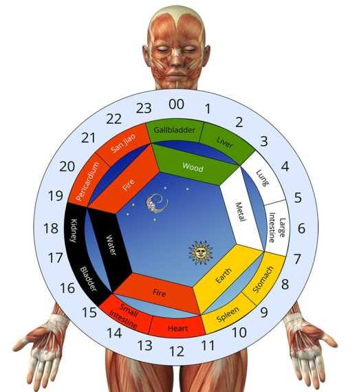 Биологические ритмы здоровья