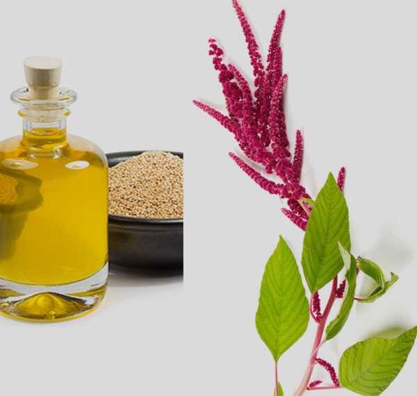 Амарантовое масло – незаменимый продукт при ожирении, диабете,