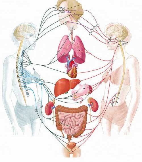 Менопауза: натуральные средства, снимающие симптомы
