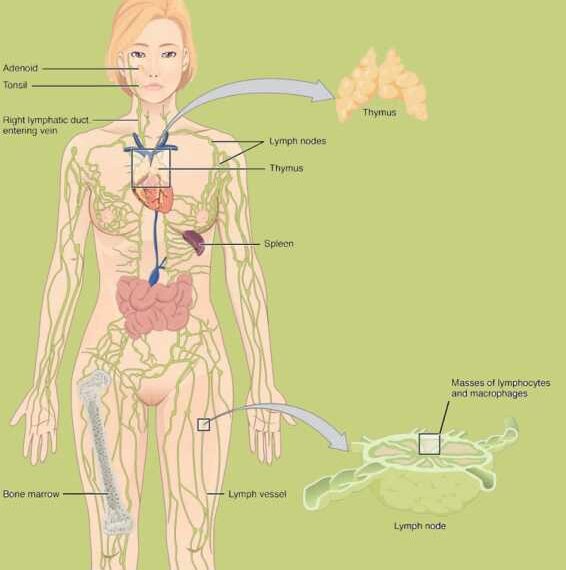 Гормональный дисбаланс: Чем грозит избыток эстрогенов и андрогенов