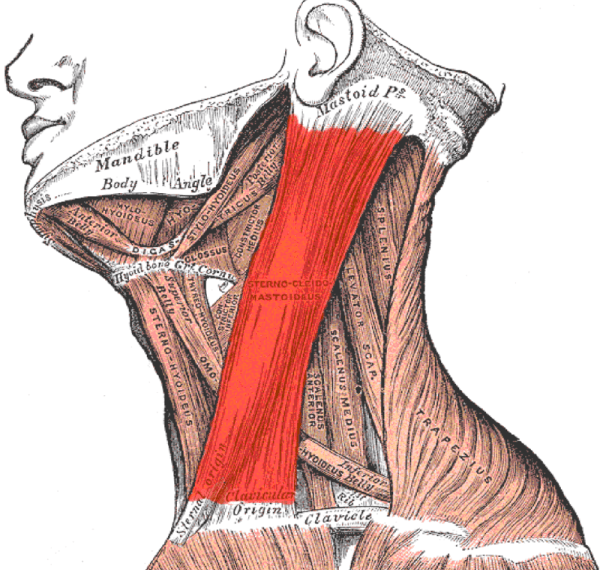 Диагонально-фасциальная гимнастика: упражнения для рук, ног, шеи и