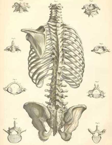 Главный секрет здорового позвоночника