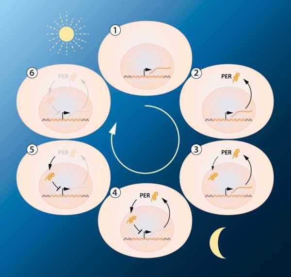 Научный взгляд на аутофагию: Способна ли она продлить жизнь?
