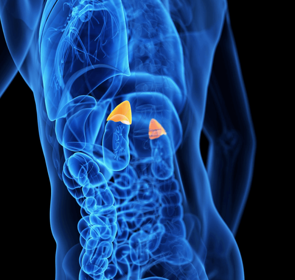 Надпочечники: Вес, гормональный баланс, работа сердца и снижение