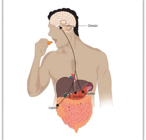 ДИЕТЫ: причина накопления голода и лишнего веса