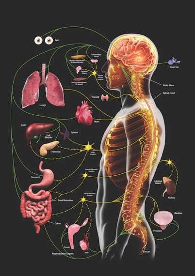 Упражнения «28 вибраций»: Станьте здоровее и моложе!