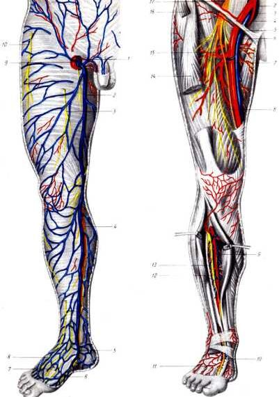 Массаж для профилактики варикозного расширения вен
