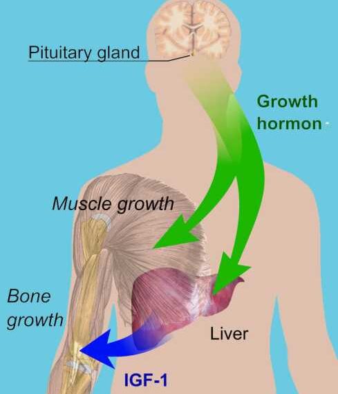 ГОРМОН РОСТА: Как замедлить процесс старения тела