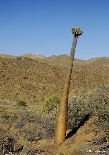 Странная и удивительная растительность Намибии (16 фото)