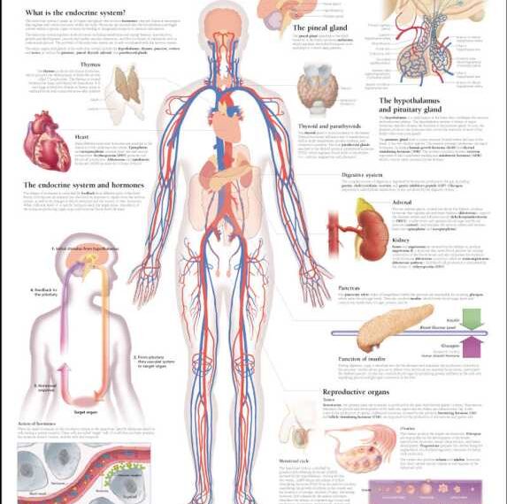 Гормоны: химический аспект поведения