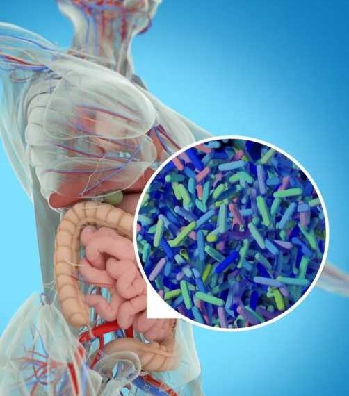 Остеопороз и микрофлора кишечника: в чем связь?