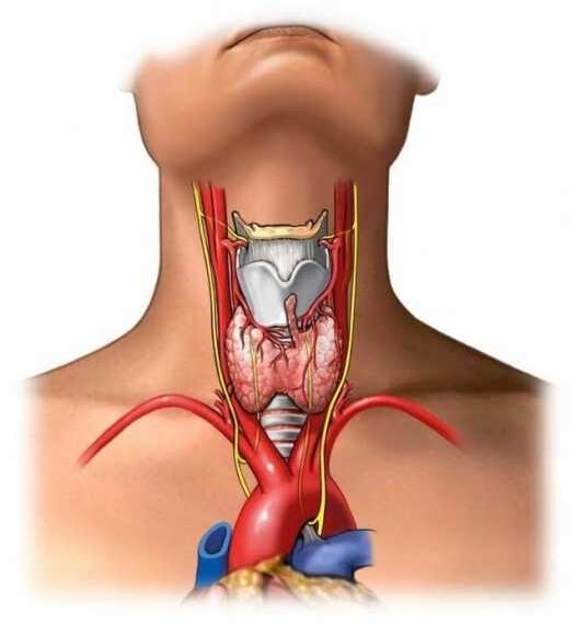 ЩИТОВИДНАЯ ЖЕЛЕЗА: Самодиагностика