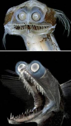 Фотографии глубоководных существ, после просмотра которых не хочется заходить в море (16 фото)