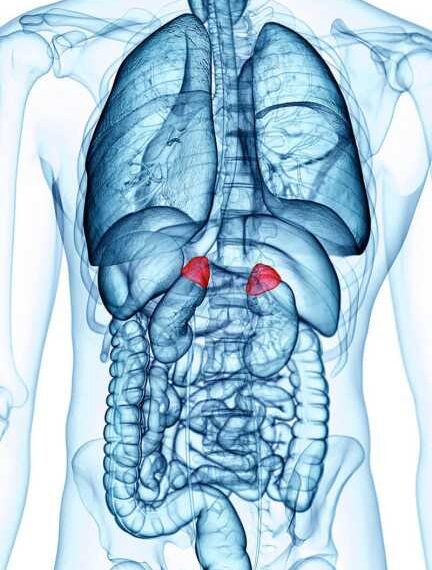 Недостаточность надпочечников: ОСНОВНЫЕ симптомы