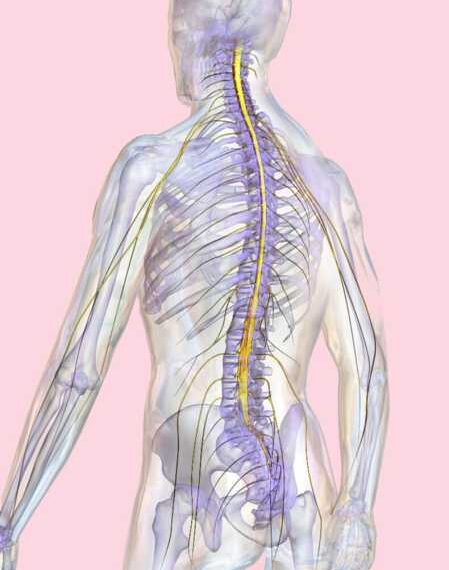 Эндокринная система. Что происходит у вас в теле