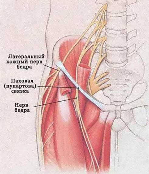 Упражнения при неврите наружного кожного нерва бедра