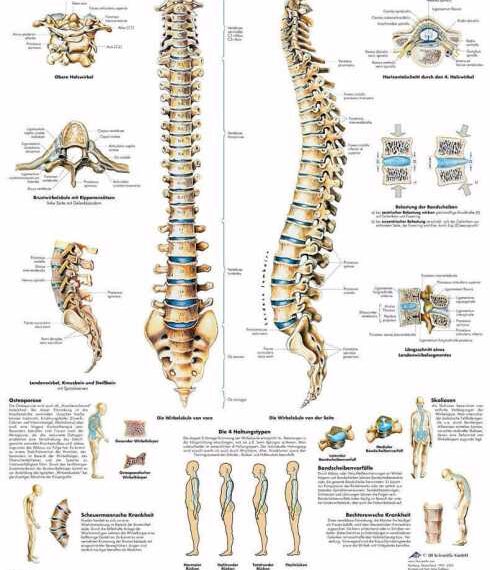 Простой тест для определения состояния здоровья позвоночника