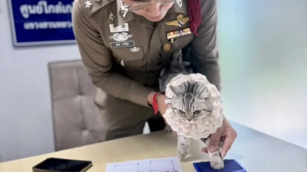 У Нуб Танг поліцейський знімає відбиток лапи