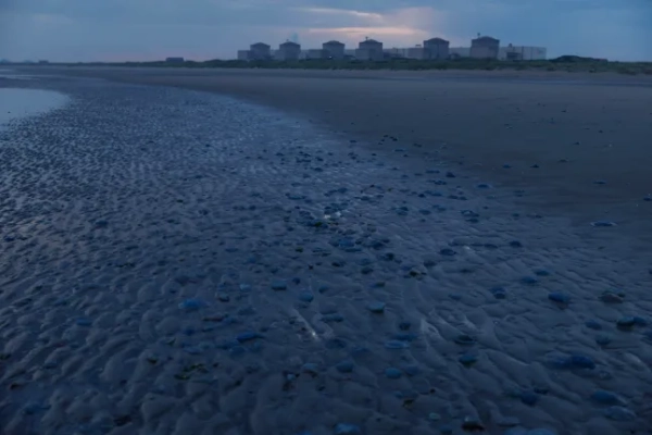 ГРАВЛІН, ФРАНЦІЯ – 12 СЕРПНЯ: Медузи викинуло на берег перед атомною електростанцією Гравлін, якою керує Electricité de France SA (EDF), 12 серпня 2025 року в Гравліні, Франція. Повідомлялося, що EDF була змушена зупинити атомну електростанцію в Гравліні у Франції через рій медуз, які потрапили в систему водозабору, що охолоджує реактори. ((Фото Дена Кітвуда/Getty Images)