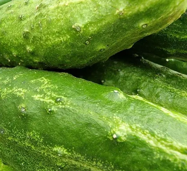 Чому огірки потрібно зберігати разом із ложками: хитрий лайфхак для продовження свіжості