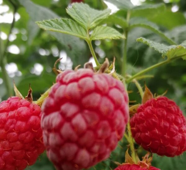 А ви знали про це? Застосуйте маленьку хитрість при обрізанні малини у серпні та збирайте урожай відрами