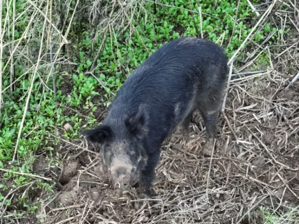 Дикий каліфорнійський кабан у своєму лігві.