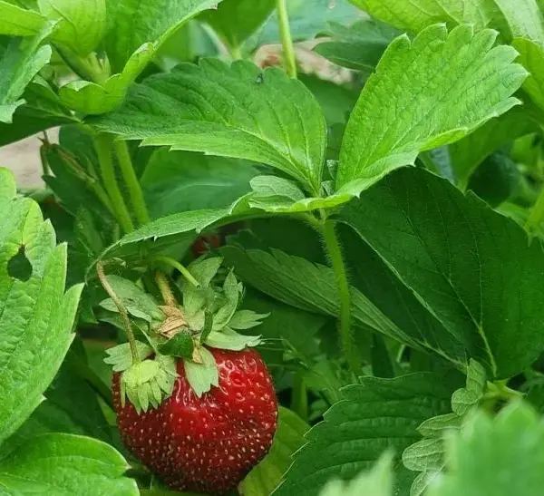 Як зробити полуницю солодкою як мед: цукор не потрібен