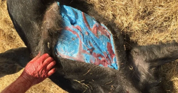 Дика свиня синіє