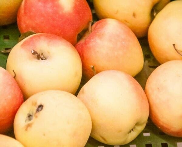 Навіщо класти яблуко в каструлю із супом: несподіваний інгредієнт, який врятує будь-яку страву