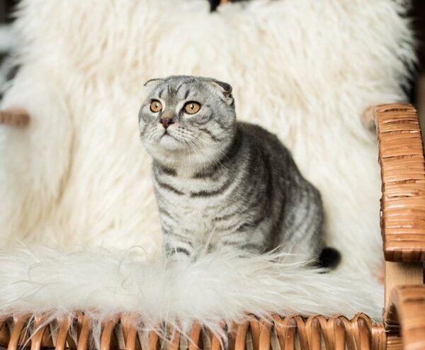 Як відучити кота мітити територію подвірʼя: натуральні засоби, які працюють