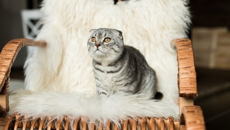 Як відучити кота мітити територію подвірʼя: натуральні засоби, які працюють