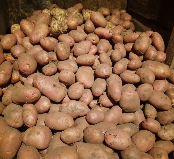 Навіщо зберігати картоплю з яблуками: наукове відкриття, яке врятує ваш урожай