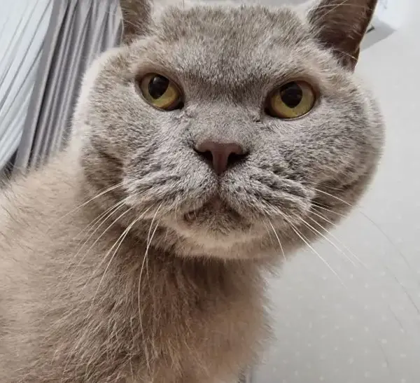 Кіт б’ється головою про вас: жест, який називається «бонкінг» і говорить про абсолютне кохання