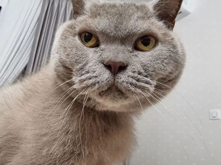 Кіт б'ється головою про вас: жест, який називається «бонкінг» і говорить про абсолютне кохання кот