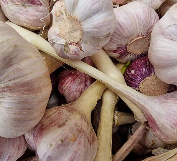 Який є часник, щоб отримати максимум користі: сирий, печений або маринований — порівняння для імунітету