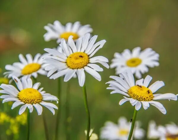 Що не можна пити з ромашковим чаєм: запам'ятайте раз і назавжди