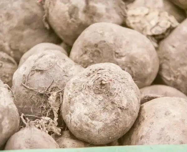 Чому від вареного буряка рожевіють щоки, а від сирого — очищаються пори: вибирайте ефект для своєї краси