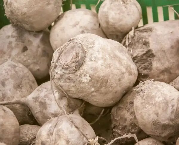 Що корисніше є: варений або смажений буряк