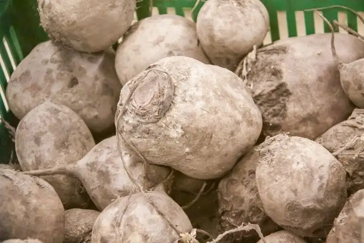 Що корисніше є: варений або смажений буряк