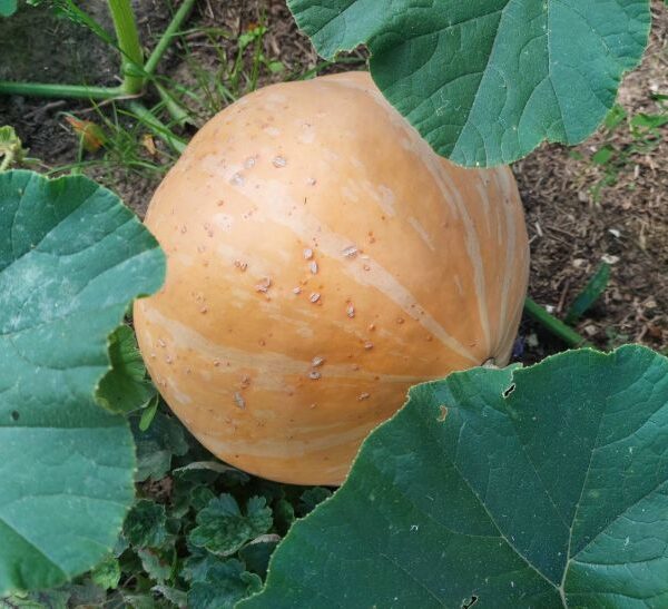 Який перекус врятує від синіх кіл під очима: їжа замість консилера працює за 3 дні