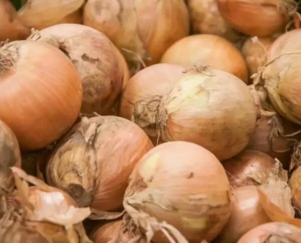 Яка цибуля найкорисніша: сира, смажена або маринована