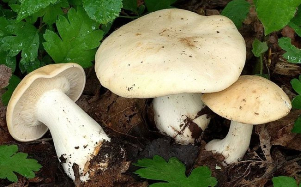 Де шукати лісові делікатеси? Два етюди про весняні гриби