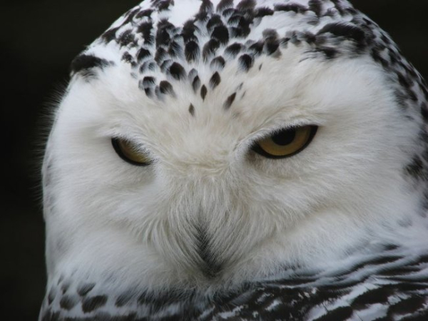 З якої планети? Вся правда про жайворонків та сов.