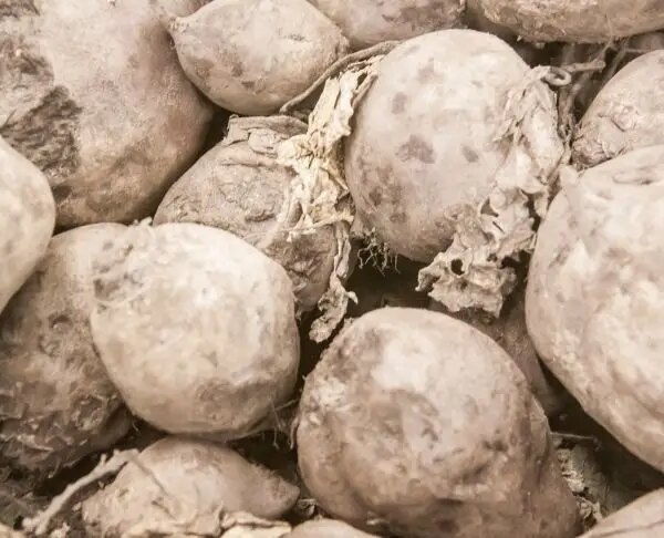 Чому вінегрет шкідливий: продукти, що крадуть здоров'я