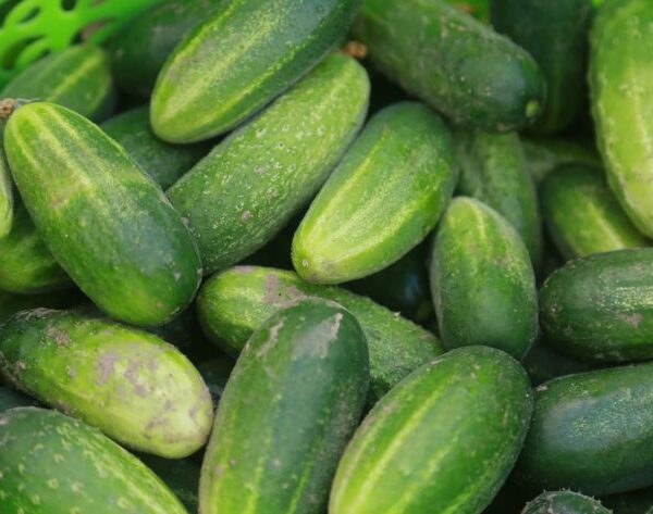 Що не можна їсти з огірками: смертельне поєднання для шлунка