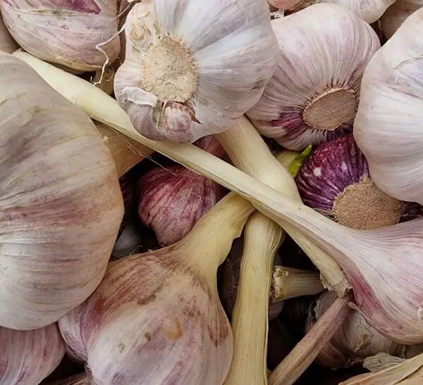 Яка норма часнику на день: лікуємось без шкоди для шлунка